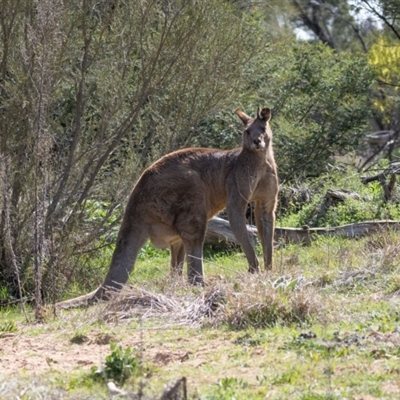 Macropus giganteus (Eastern Grey Kangaroo) at Whitlam, ACT - 30 Aug 2024 by AlisonMilton