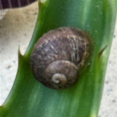 Cornu aspersum (Common Garden Snail) at Braddon, ACT - 9 Sep 2024 by Hejor1