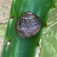 Cornu aspersum at Braddon, ACT - 9 Sep 2024