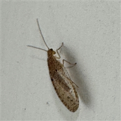 Hemerobiidae sp. (family) (Unidentified brown lacewing) at Braddon, ACT - 9 Sep 2024 by Hejor1