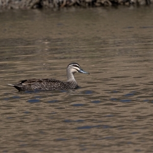 Anas superciliosa at Denman Prospect, ACT - 30 Aug 2024