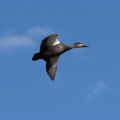 Anas superciliosa at Denman Prospect, ACT - 30 Aug 2024