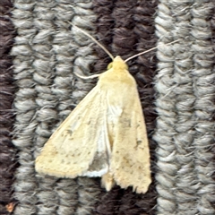 Helicoverpa (genus) (A bollworm) at Braddon, ACT - 9 Sep 2024 by Hejor1