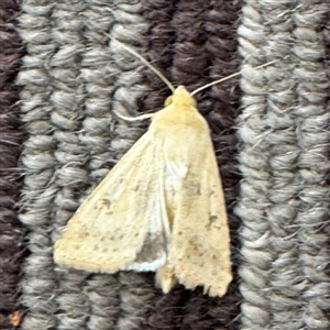 Helicoverpa (genus) at Braddon, ACT - 9 Sep 2024