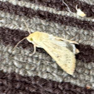 Helicoverpa (genus) at Braddon, ACT - 9 Sep 2024 04:20 PM