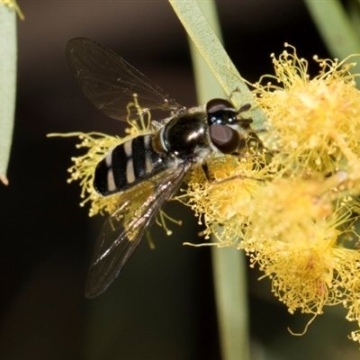 Melangyna collatus (Hover fly) at Higgins, ACT - 4 Sep 2024 by AlisonMilton