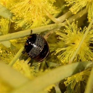 Ellipsidion australe at Fyshwick, ACT - 4 Sep 2024 11:34 AM