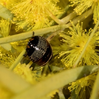 Ellipsidion australe (Austral Ellipsidion cockroach) at Fyshwick, ACT - 4 Sep 2024 by AlisonMilton