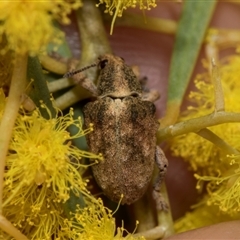 Gonipterus sp. (genus) at Fyshwick, ACT - 4 Sep 2024 12:24 PM