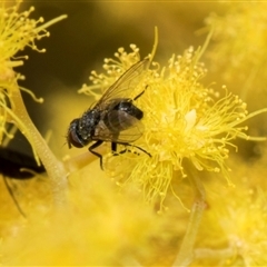 Muscoidea (super family) at Fyshwick, ACT - 4 Sep 2024 by AlisonMilton