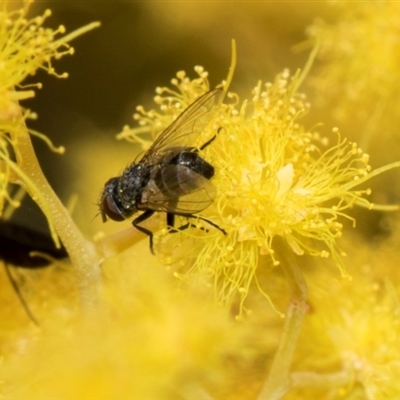 Muscoidea (super family) at Fyshwick, ACT - 4 Sep 2024 by AlisonMilton