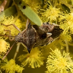 Oechalia schellenbergii (Spined Predatory Shield Bug) at Fyshwick, ACT - 4 Sep 2024 by AlisonMilton