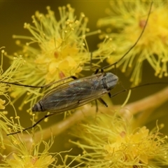 Chironomidae (family) (Non-biting Midge) at Higgins, ACT - 4 Sep 2024 by AlisonMilton