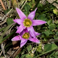 Romulea rosea var. australis (Onion Grass) at Fyshwick, ACT - 4 Sep 2024 by AlisonMilton