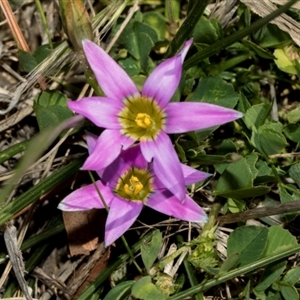 Romulea rosea var. australis at Fyshwick, ACT - 4 Sep 2024 11:30 AM