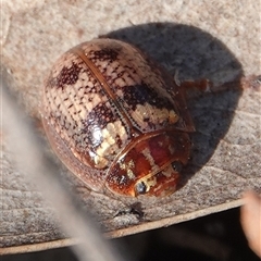 Paropsisterna sp. ("Ch11" of DeLittle 1979) (A leaf beetle) at Yarralumla, ACT - 9 Sep 2024 by Anna123