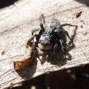 Salticidae sp. 'Golden palps' at Yarralumla, ACT - 9 Sep 2024 03:05 PM