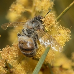 Apis mellifera at Fyshwick, ACT - 4 Sep 2024 12:33 PM