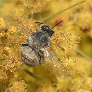 Apis mellifera at Fyshwick, ACT - 4 Sep 2024 12:33 PM