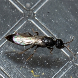 Bethylidae (family) at Fyshwick, ACT - 4 Sep 2024 12:28 PM