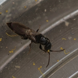 Bethylidae (family) at Fyshwick, ACT - 4 Sep 2024 12:28 PM