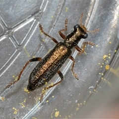 Lemidia subaenea (Clerid beetle) at Fyshwick, ACT - 4 Sep 2024 by AlisonMilton