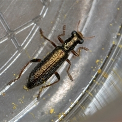 Lemidia subaenea at Fyshwick, ACT - 4 Sep 2024 12:26 PM