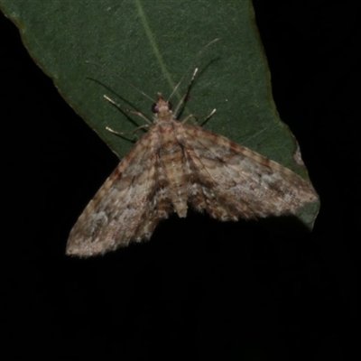 Phrissogonus laticostata at Freshwater Creek, VIC - 1 May 2021 by WendyEM