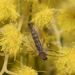 Chironomidae (family) (Non-biting Midge) at Fyshwick, ACT - 4 Sep 2024 by AlisonMilton