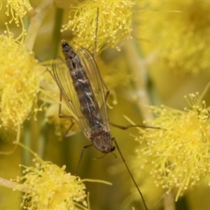 Chironomidae (family) at Fyshwick, ACT - 4 Sep 2024