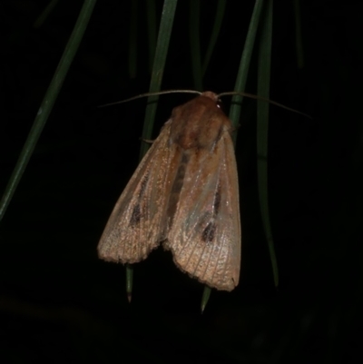 Hadenini (tribe) Sp.1. (MoV, Part 9) at Freshwater Creek, VIC - 1 May 2021 by WendyEM