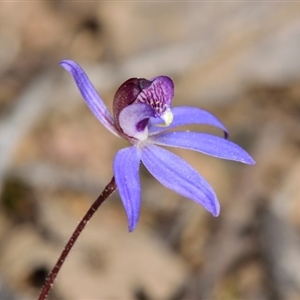 Cyanicula caerulea at Bruce, ACT - suppressed