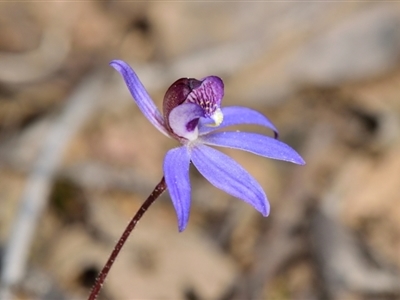 Cyanicula caerulea (Blue Fingers, Blue Fairies) at Bruce, ACT - 8 Sep 2024 by RobertD