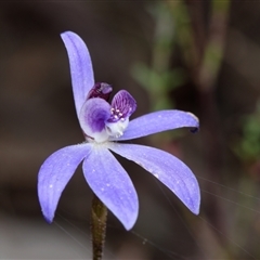 Cyanicula caerulea (Blue Fingers, Blue Fairies) at Bruce, ACT - 8 Sep 2024 by RobertD