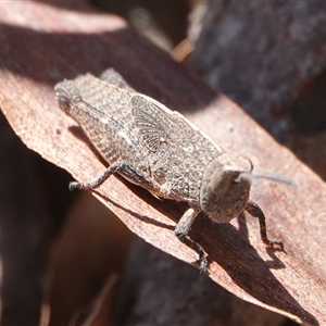 Goniaea australasiae at Yarralumla, ACT - 9 Sep 2024