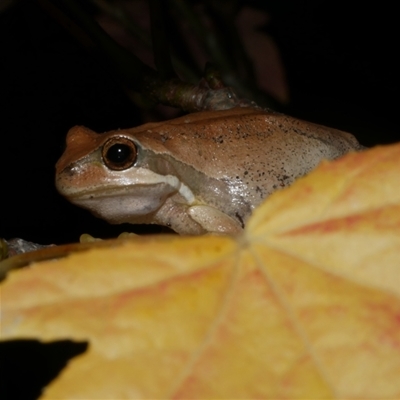 Litoria ewingii (Ewing's Tree Frog) at Freshwater Creek, VIC - 1 May 2021 by WendyEM