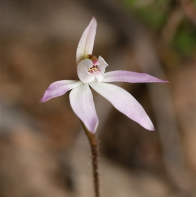 Caladenia fuscata (Dusky Fingers) at Bruce, ACT - 8 Sep 2024 by RobertD