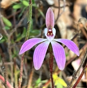 Caladenia fuscata at Yarralumla, ACT - suppressed