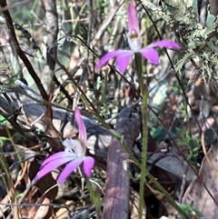 Caladenia fuscata at Yarralumla, ACT - 9 Sep 2024