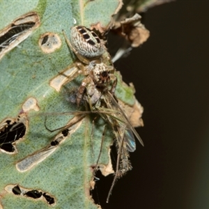 Opisthoncus sexmaculatus at Fyshwick, ACT - 4 Sep 2024 12:41 PM