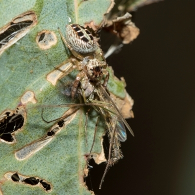 Opisthoncus sexmaculatus (Six-marked jumping spider) at Fyshwick, ACT - 4 Sep 2024 by AlisonMilton