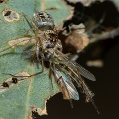 Opisthoncus sexmaculatus at Fyshwick, ACT - 4 Sep 2024 12:41 PM