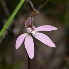 Caladenia fuscata (Dusky Fingers) at Aranda, ACT - 8 Sep 2024 by RobertD