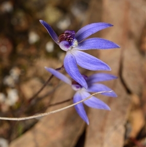 Cyanicula caerulea at Aranda, ACT - 8 Sep 2024