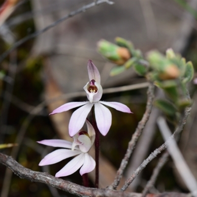 Caladenia fuscata (Dusky Fingers) at Aranda, ACT - 8 Sep 2024 by RobertD