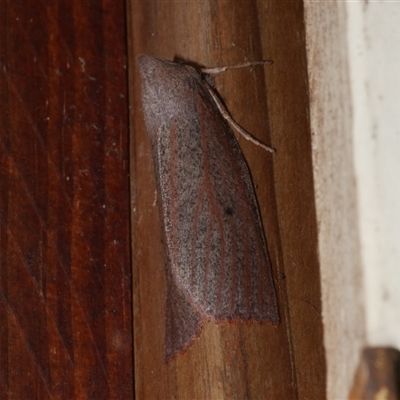 Paralaea porphyrinaria (Chestnut Vein Crest Moth) at Freshwater Creek, VIC - 17 May 2021 by WendyEM