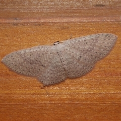 Poecilasthena anthodes (Orange-grounded Delicate) at Freshwater Creek, VIC - 31 May 2021 by WendyEM