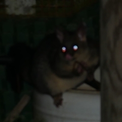 Trichosurus vulpecula (Common Brushtail Possum) at Freshwater Creek, VIC - 31 May 2021 by WendyEM