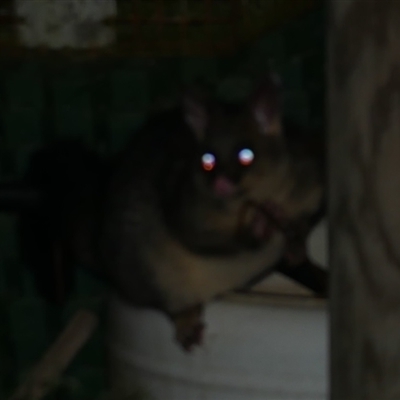 Trichosurus vulpecula (Common Brushtail Possum) at Freshwater Creek, VIC - 31 May 2021 by WendyEM