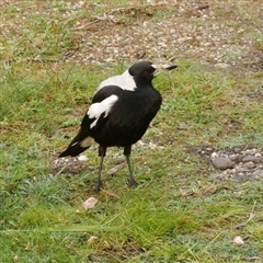 Gymnorhina tibicen (Australian Magpie) at Freshwater Creek, VIC - 23 Oct 2021 by WendyEM